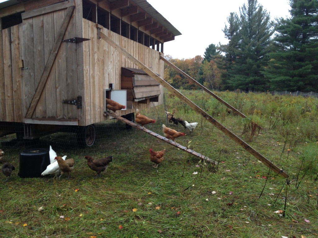 hens in the hen house