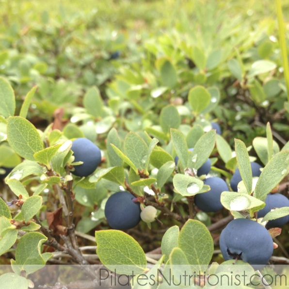 low bush blueberries Alaska